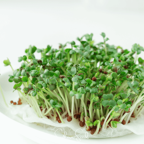 Wasabi Spicy Mustard Microgreen – 10 grams, additional product view 2