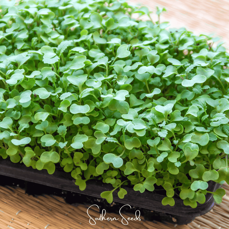 Load image into Gallery viewer, Wasabi Spicy Mustard Microgreen – 10 grams
