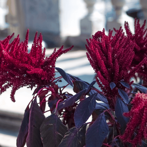 Midnight Red Amaranth 250 Seeds