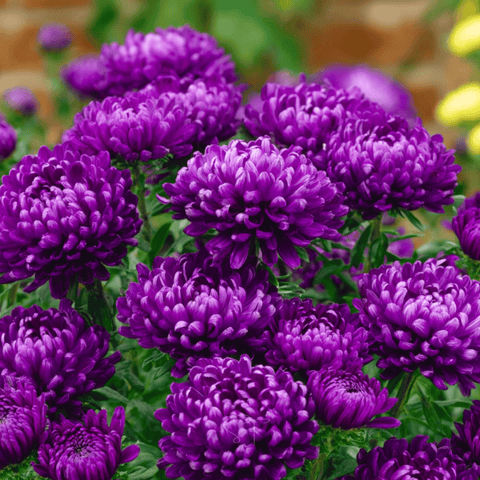 Milady Blue Aster 50 Seeds