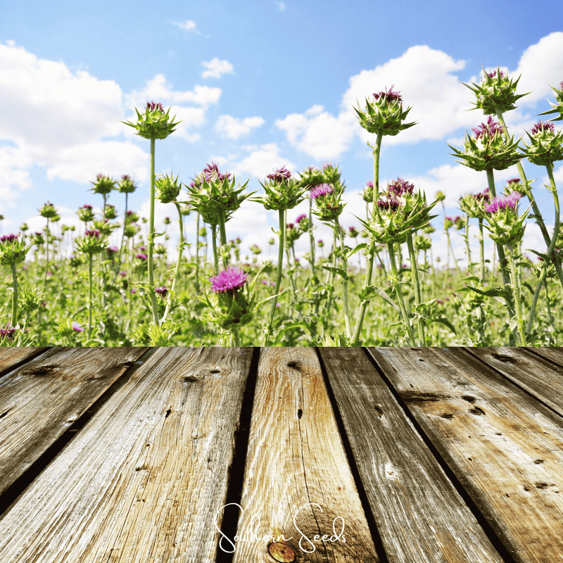 Load image into Gallery viewer, Milk Thistle – 20 Seeds
