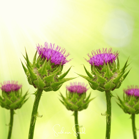 Milk Thistle 20 Seeds