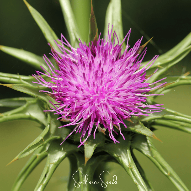 Load image into Gallery viewer, Milk Thistle – 20 Seeds
