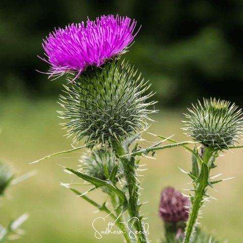 Milk Thistle – 20 Seeds, additional product view 2