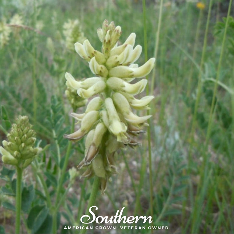 Load image into Gallery viewer, Canadian Milk Vetch – 50 Seeds
