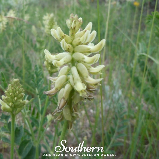 Canadian Milk Vetch – 50 Seeds