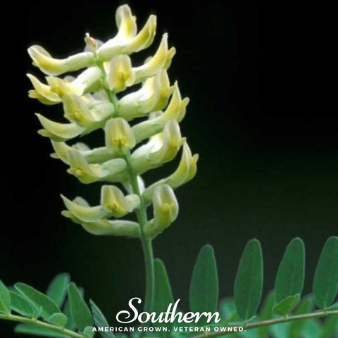 Canadian Milk Vetch – 50 Seeds, additional product view 2