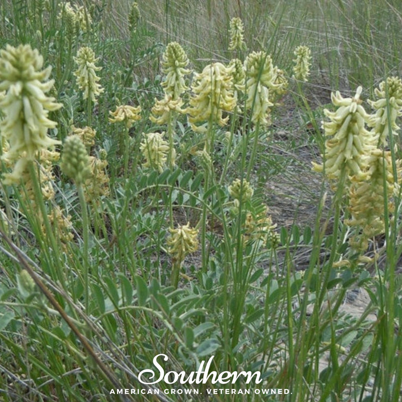 Load image into Gallery viewer, Canadian Milk Vetch – 50 Seeds
