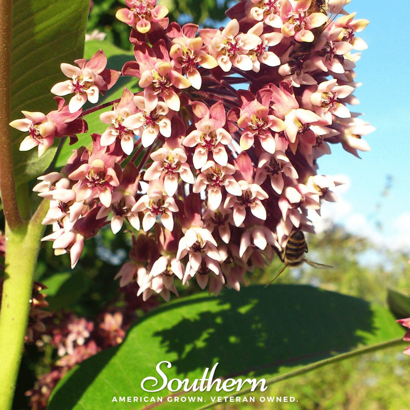 Load image into Gallery viewer, Common Milkweed – 50 Seeds
