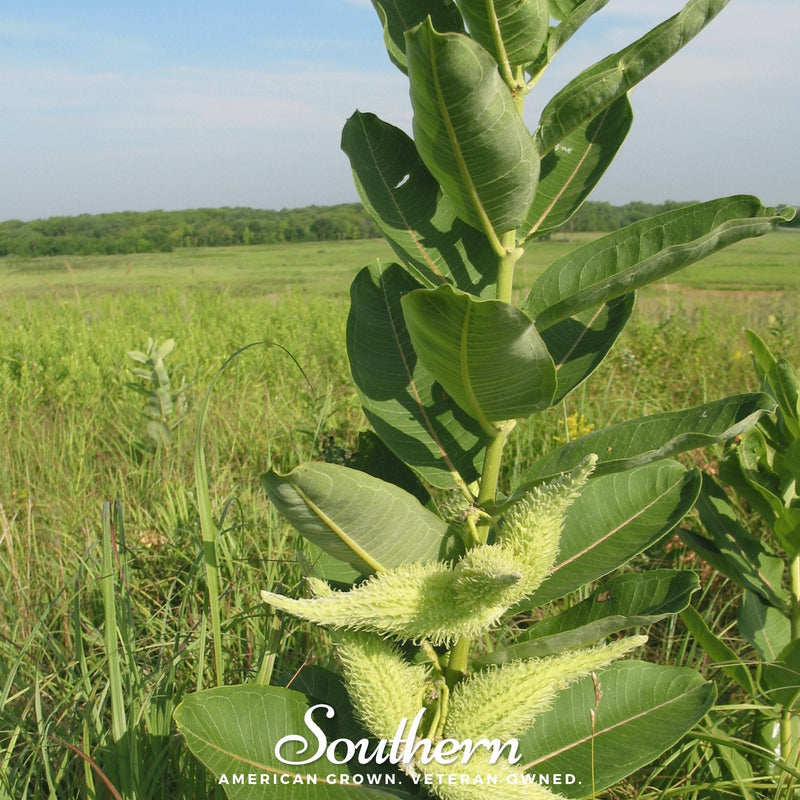 Load image into Gallery viewer, Common Milkweed – 50 Seeds
