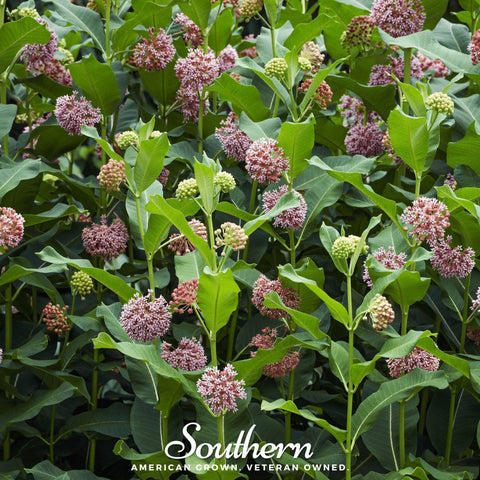 Common Milkweed seeds package, 50 count, GrowTime Garden Supply