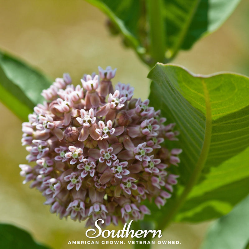 Load image into Gallery viewer, Common Milkweed – 50 Seeds

