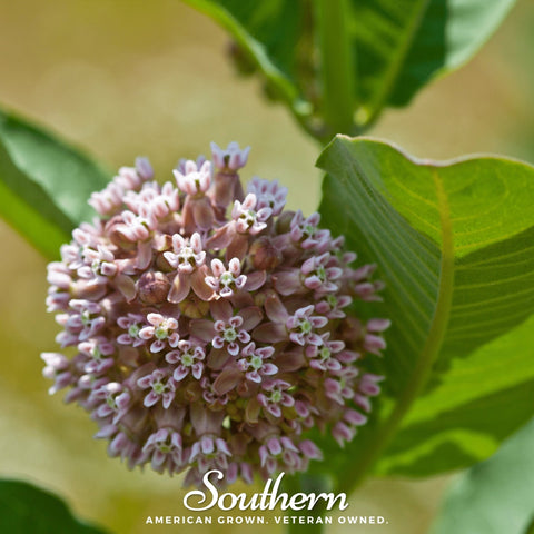 Common Milkweed – 50 Seeds, additional product view 2