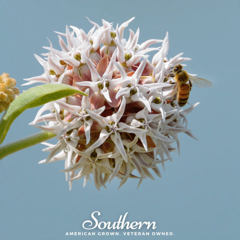 Showy Milkweed seeds package, 20 count, GrowTime Garden Supply