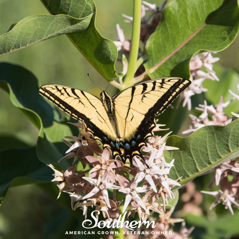Load image into Gallery viewer, Showy Milkweed – 20 Seeds
