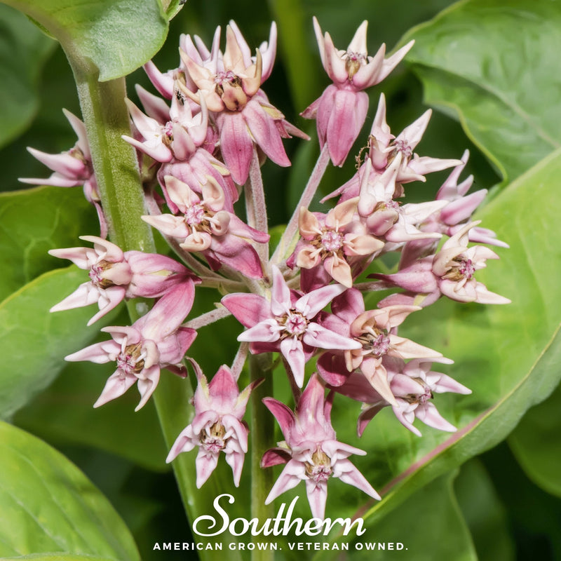 Load image into Gallery viewer, Showy Milkweed – 20 Seeds
