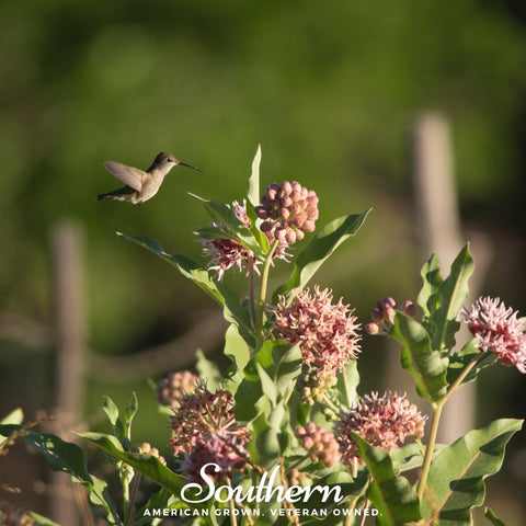 Showy Milkweed – 20 Seeds, additional product view 2