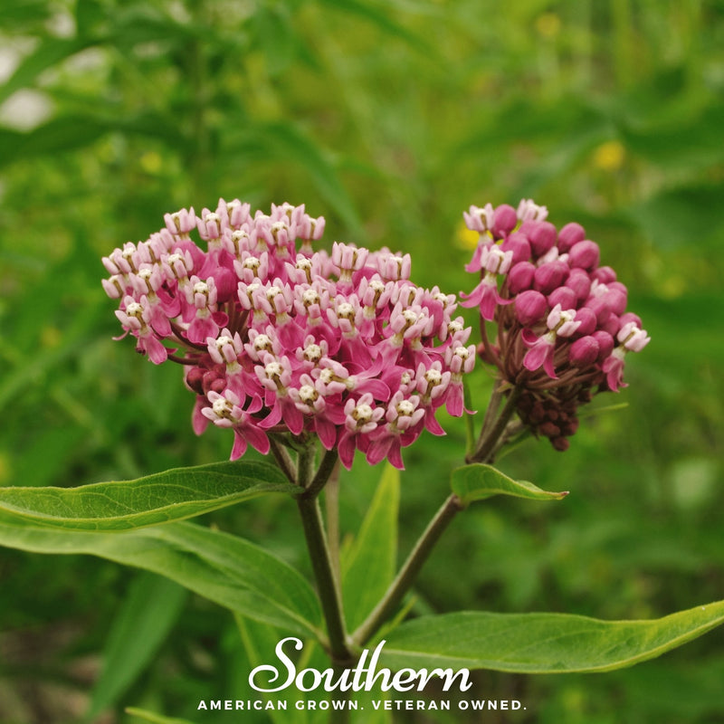 Load image into Gallery viewer, Swamp Milkweed – 50 Seeds
