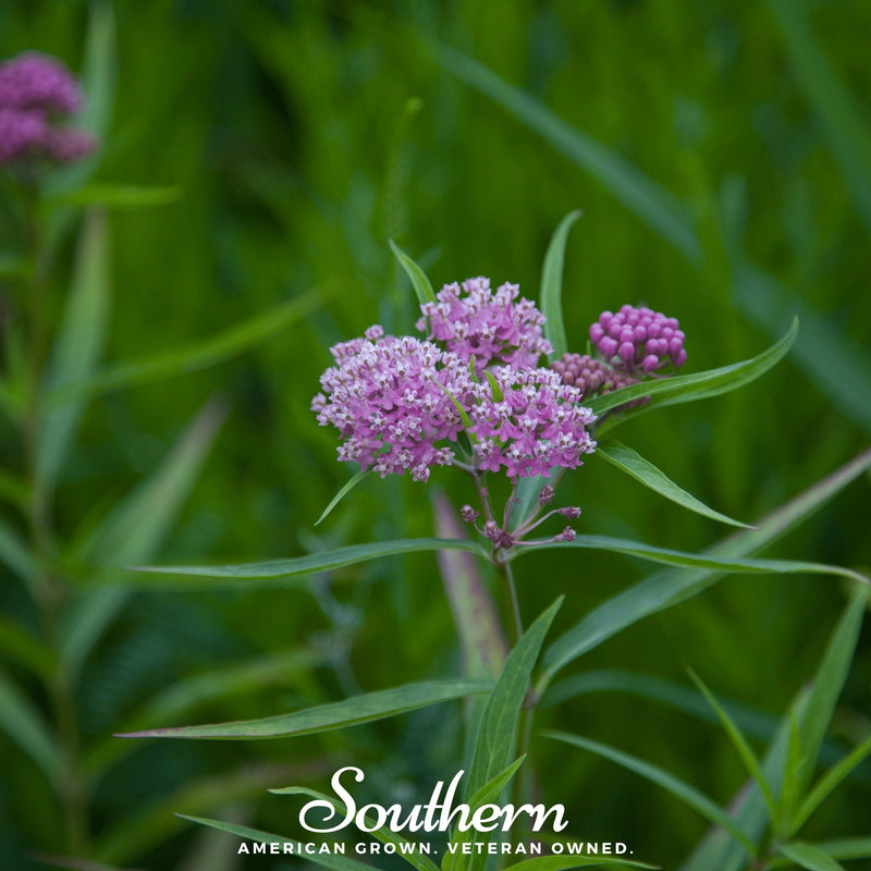 Load image into Gallery viewer, Swamp Milkweed – 50 Seeds
