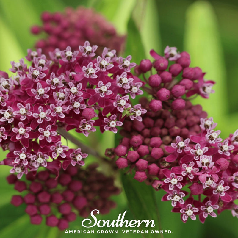 Load image into Gallery viewer, Swamp Milkweed – 50 Seeds
