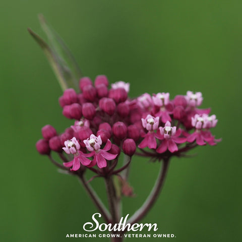 Swamp Milkweed – 50 Seeds, additional product view 2