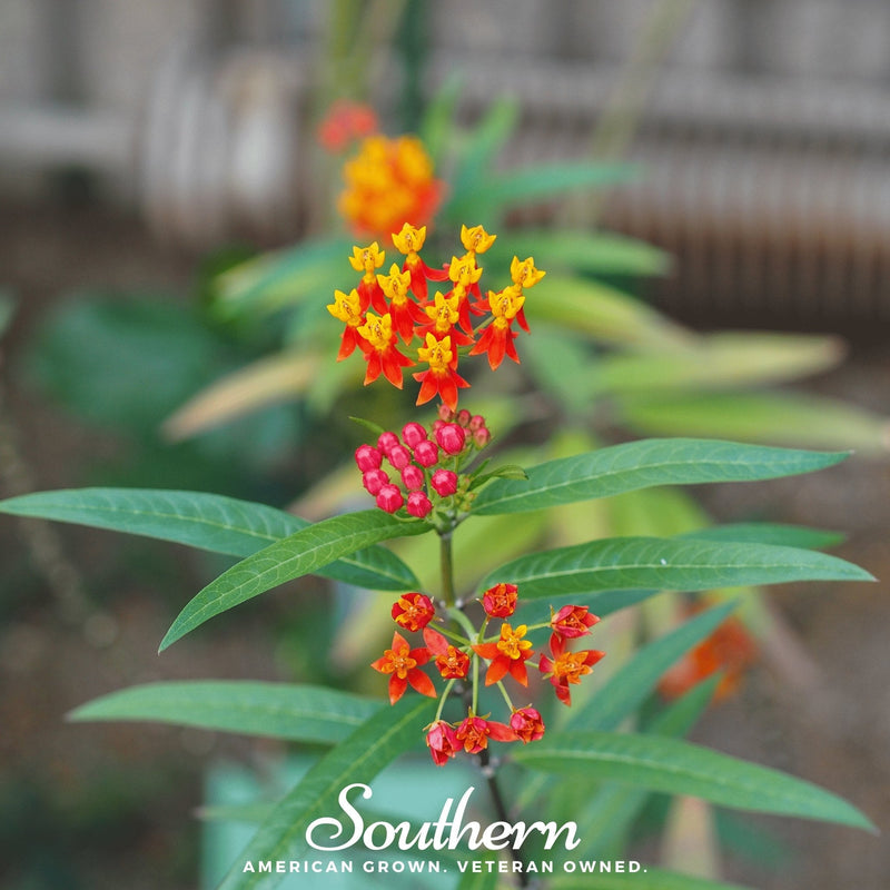 Load image into Gallery viewer, Tropical Milkweed – 50 Seeds
