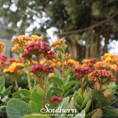 Tropical Milkweed – 50 Seeds, additional product view 2