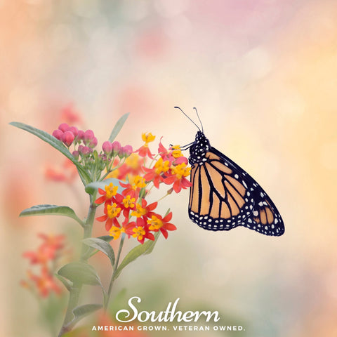 Tropical Milkweed seeds package, 50 count, GrowTime Garden Supply