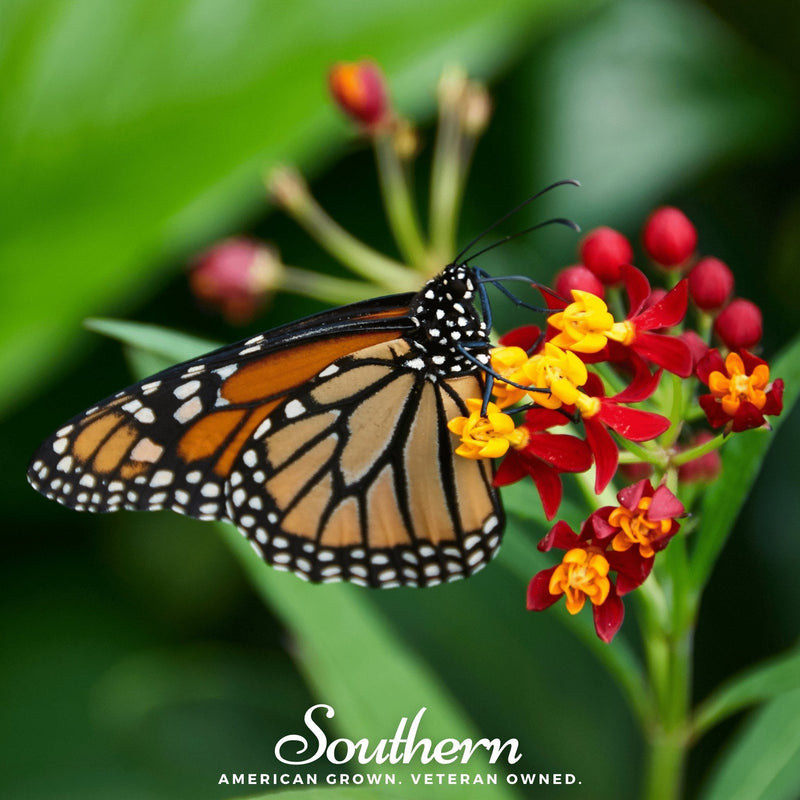 Load image into Gallery viewer, Tropical Milkweed – 50 Seeds
