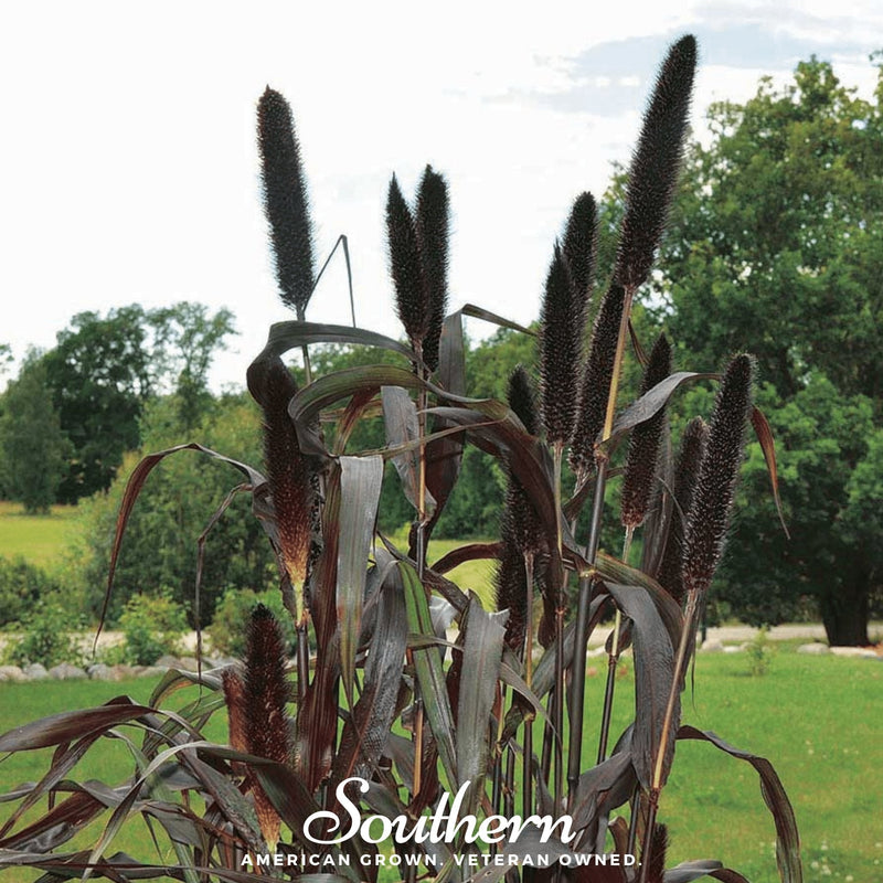 Load image into Gallery viewer, Purple Majesty Millet – 10 Seeds
