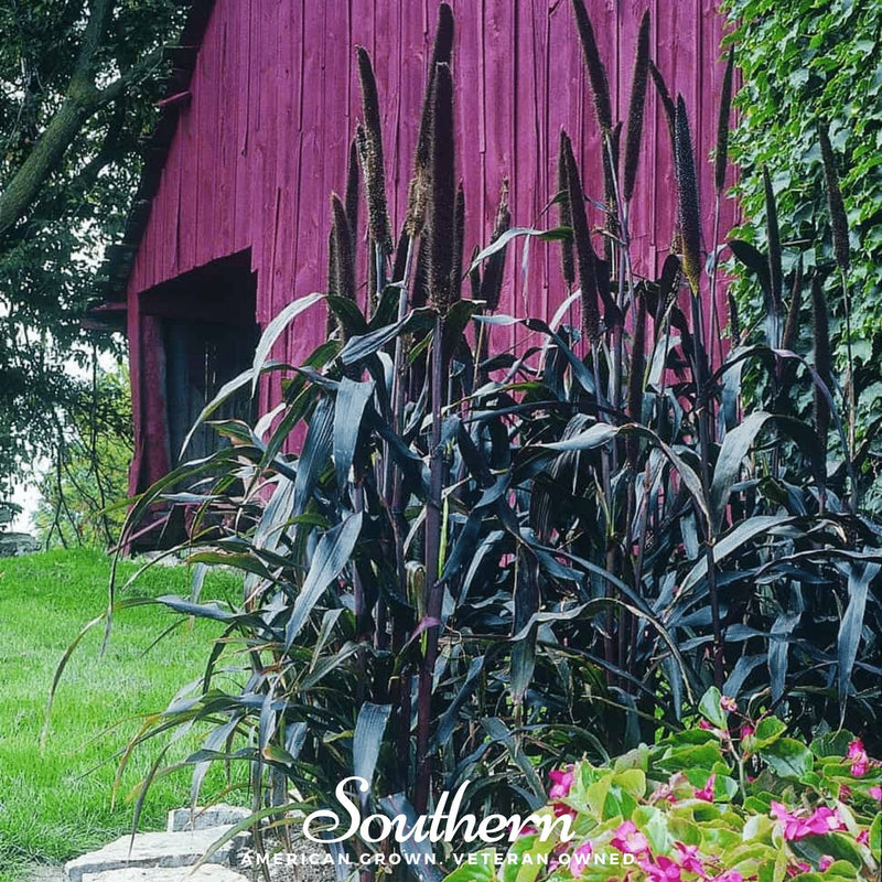 Load image into Gallery viewer, Purple Majesty Millet – 10 Seeds
