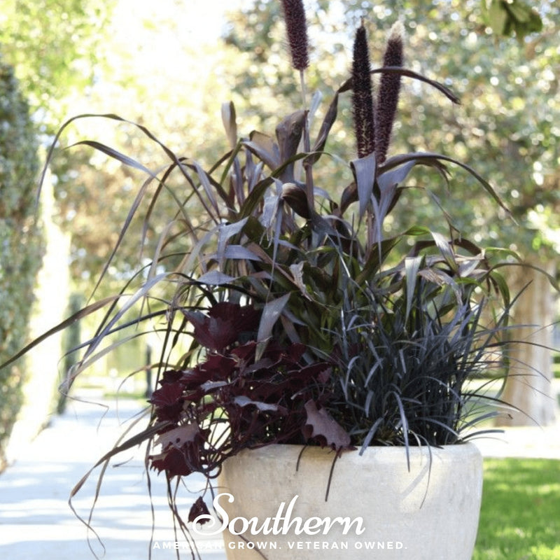 Load image into Gallery viewer, Purple Majesty Millet – 10 Seeds
