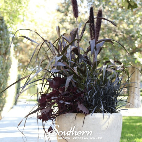 Purple Majesty Millet seeds package, 10 count, GrowTime Garden Supply