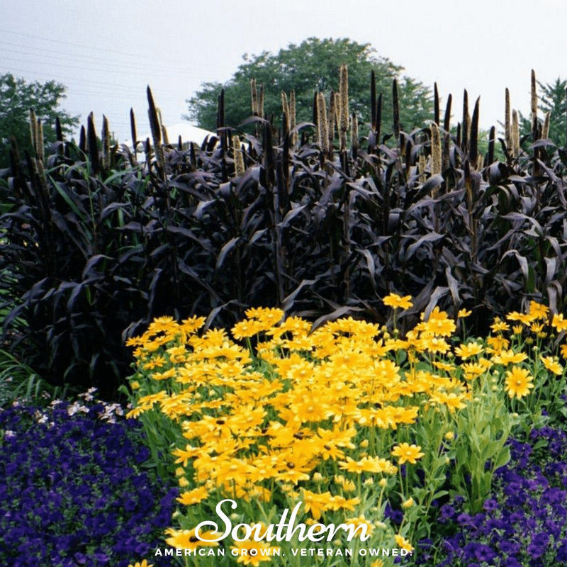Load image into Gallery viewer, Purple Majesty Millet – 10 Seeds
