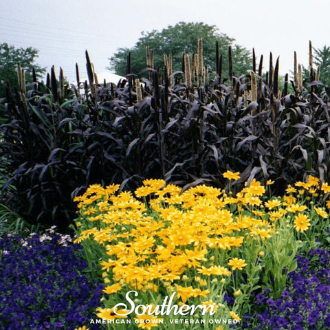 Purple Majesty Millet – 10 Seeds, additional product view 2