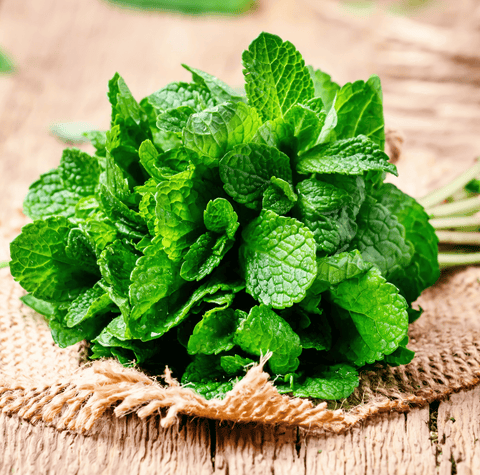 Mint – 100 Seeds, additional product view 2