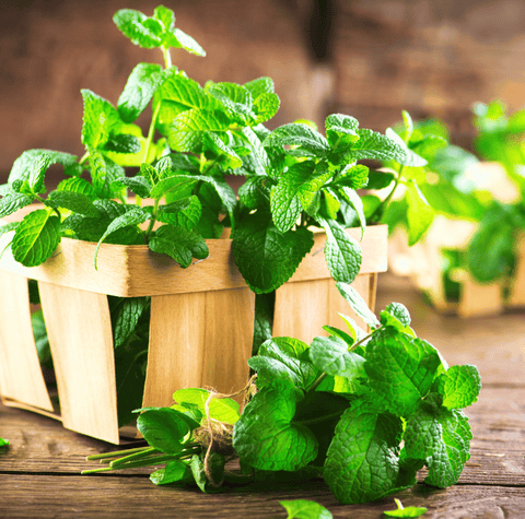 Mint 100 Seeds