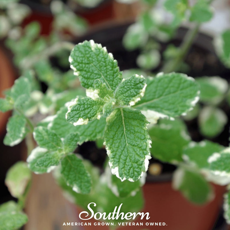 Load image into Gallery viewer, Pineapple Mint – 25 Seeds
