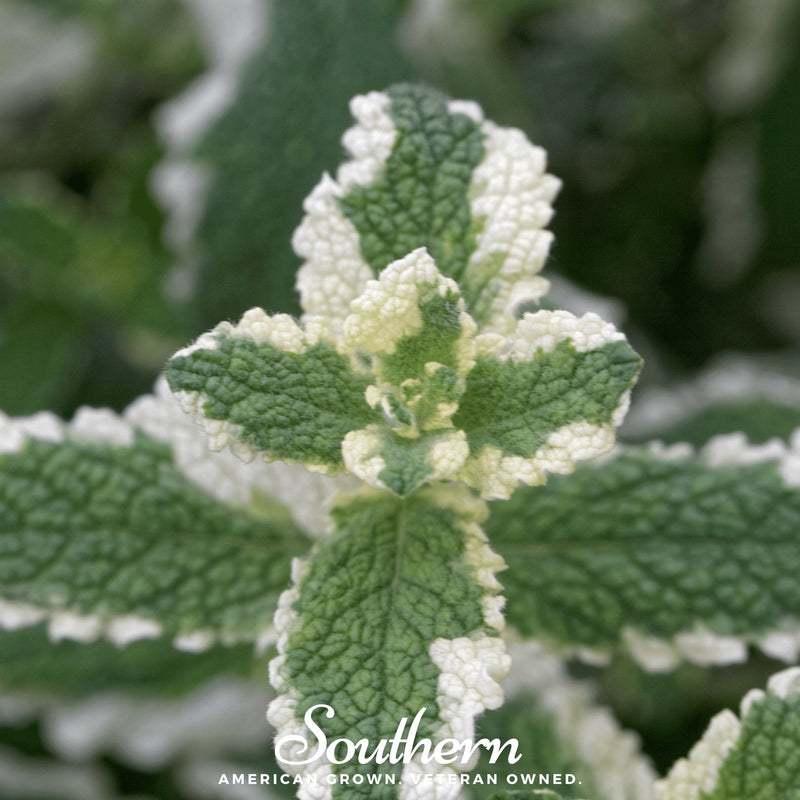 Load image into Gallery viewer, Pineapple Mint – 25 Seeds
