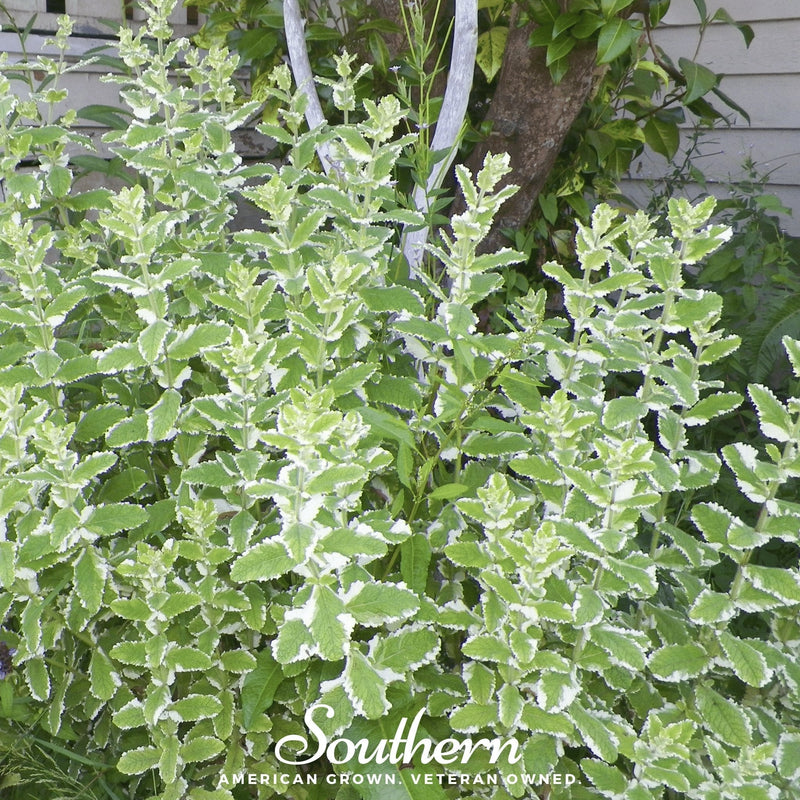 Load image into Gallery viewer, Pineapple Mint – 25 Seeds
