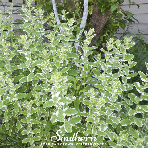Pineapple Mint – 25 Seeds, additional product view 2