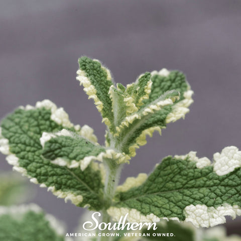 Pineapple Mint 25 Seeds