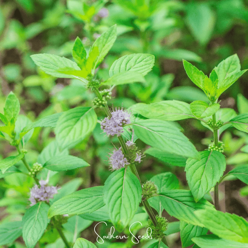 Load image into Gallery viewer, Wild Corn Mint – 100 Seeds
