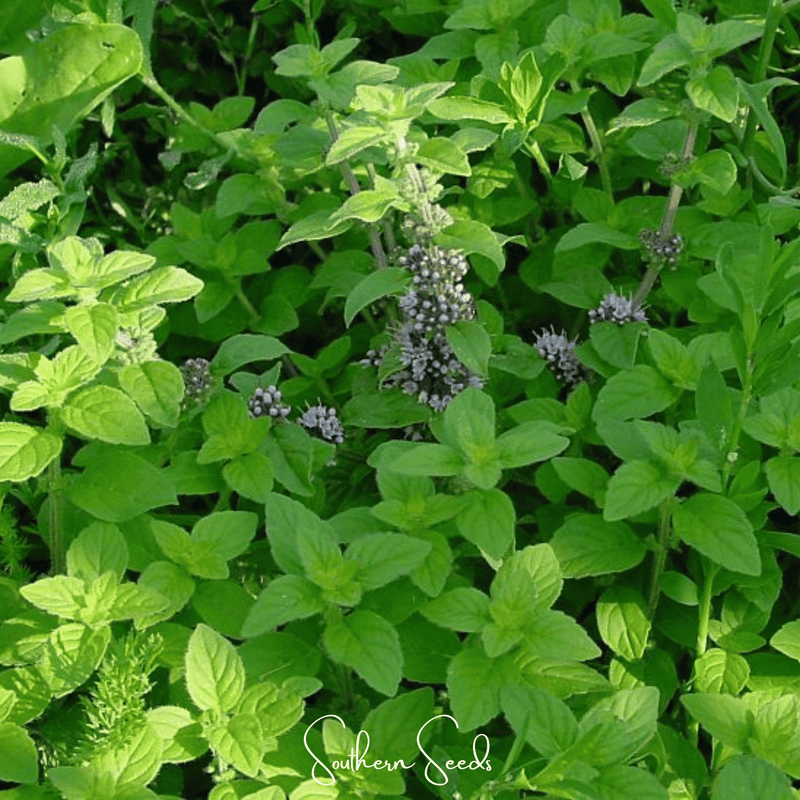 Load image into Gallery viewer, Wild Corn Mint – 100 Seeds
