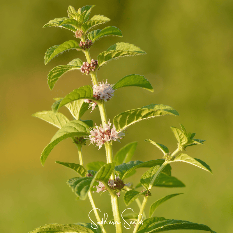 Load image into Gallery viewer, Wild Corn Mint – 100 Seeds

