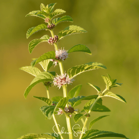 Wild Corn Mint 100 Seeds