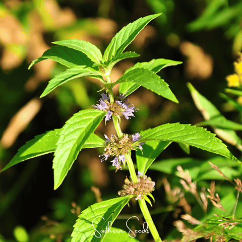 Wild Corn Mint – 100 Seeds, additional product view 2