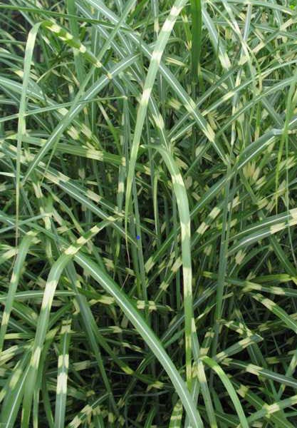 Load image into Gallery viewer, 'Little Zebra' Dwarf Zebra Grass - Miscanthus
