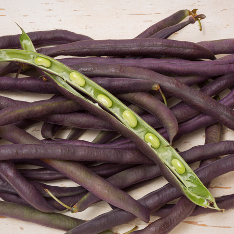 Organic Mississippi Purple Cowpea Bean seeds package, GrowTime Garden Supply