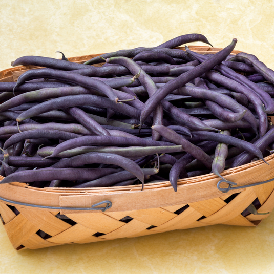 Organic Mississippi Purple Cowpeas Beans